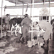 Hillston, milking